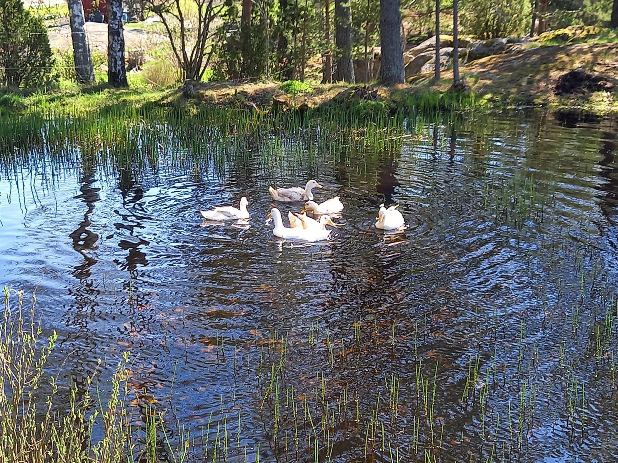 Sommaroe *
